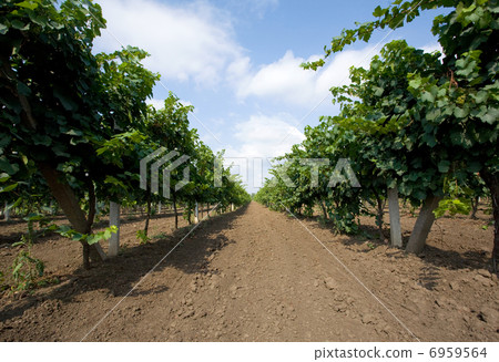 vine fields 6959564