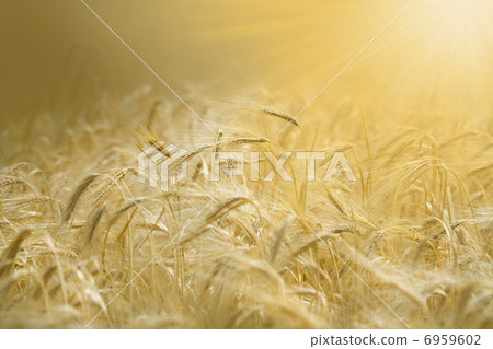 Fields of wheat Fields of wheat 6959602
