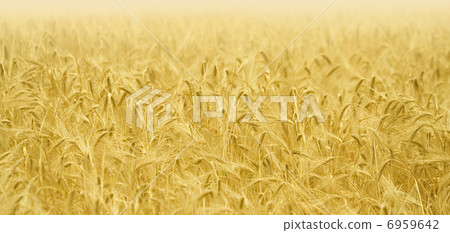 Golden ears o 6959642