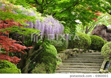 京都Shosoji寺的紫藤 6960001