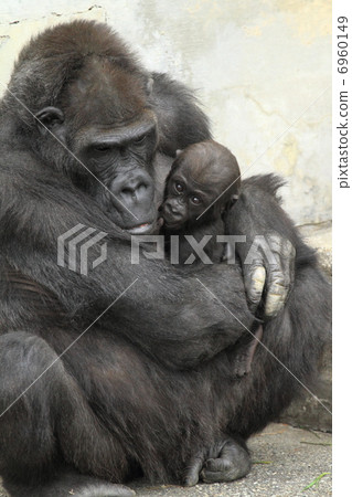 Baby with a 5-month-old baby gorilla 6960149