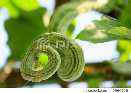 飛蛇從架子上下來 6960156