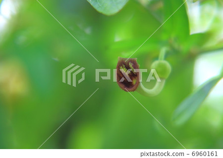 Flower of a horn tuna 6960161