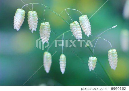 Odd grass flower Odd grass flower 6960162