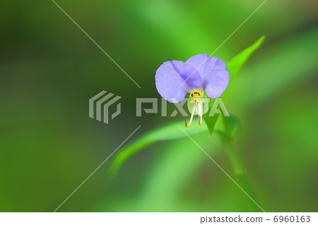 凝灰岩紫色花 6960163