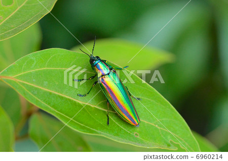 Yamato Tamamushi 6960214