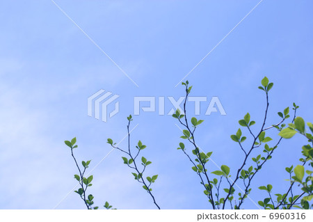 鮮綠色 鮮綠色 6960316