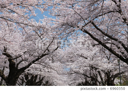 北上展Katsuchi 6960350