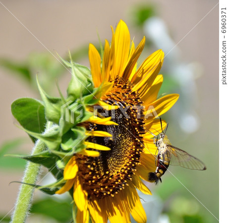 Ooskashiba吮向日葵花蜂蜜 6960371