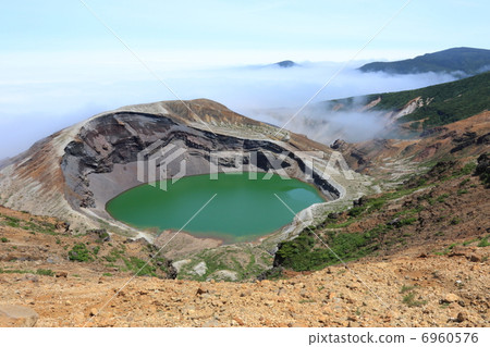 Zao ginkgo Zao ginkgo 6960576