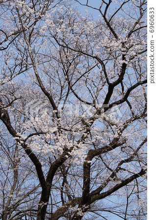 Blossoming cherry blossoms, Kita Ward, Okayama City, Okayama Prefecture 6960633