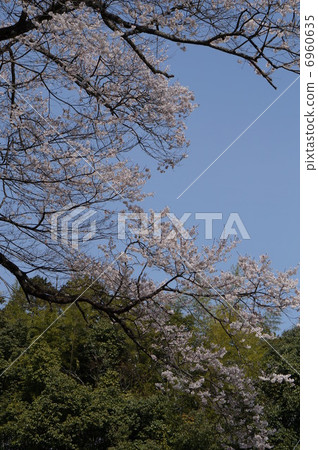 Blooming cherry blossoms Kita Ward, Okayama City, Okayama Prefecture 6960635