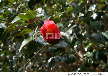 Red camellia flowers Misaki Town, Kume District, Okayama Prefecture Red camellia flowers Misaki Town, Kume District, Okayama Prefecture 6960636