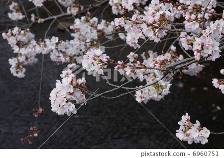 櫻花沿著灌溉渠 6960751