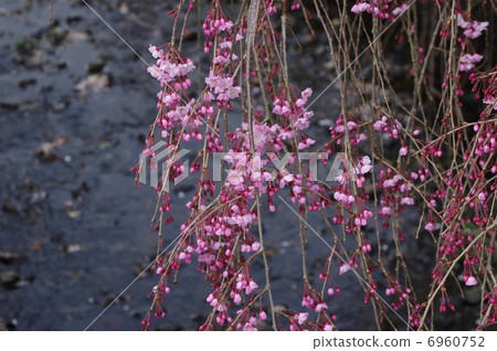 櫻花沿著灌溉渠 6960752