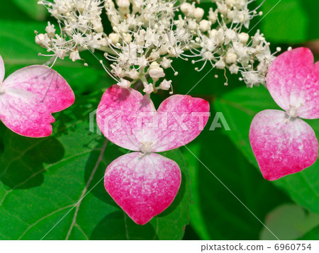 Yamah繡球花 Yamah繡球花 6960754