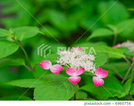 Yamah繡球花 6960756