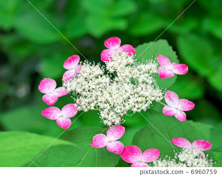 Yamah繡球花 6960759