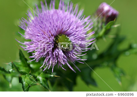Thistle flower Thistle flower 6960896