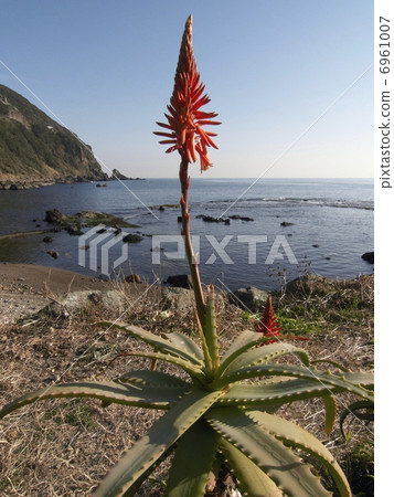 Aloe flowers Aloe flowers 6961007