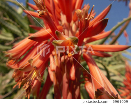 Aloe flowers Aloe flowers 6961009