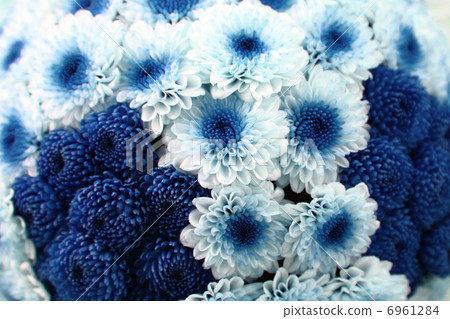white and blue flower background white and blue flower background 6961284