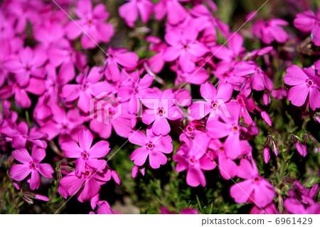 地面粉紅色 6961429