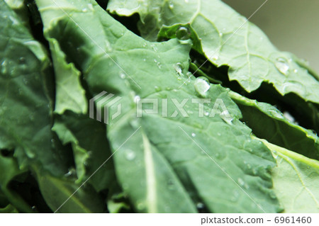 油菜 油菜 6961460