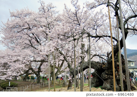 Sayaka Yamakuchi Sayaka Yamakuchi 6961480