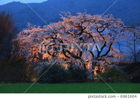 Weeping Temple Weeping cherry blossoms at night 6961604