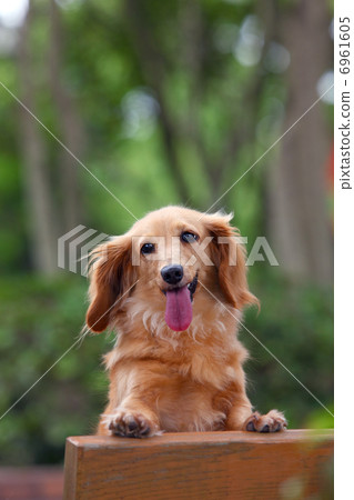 A miniature dachs turning around at the park bench 6961605