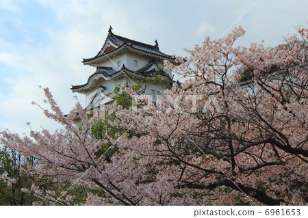 明石城堡和櫻花 明石城堡和櫻花 6961653