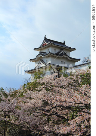 明石城堡和櫻花 6961654