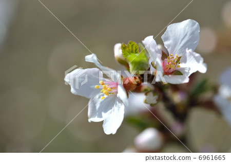 Usuraume（梅花桃） 6961665