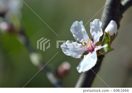 Usuraume（梅花桃） 6961666