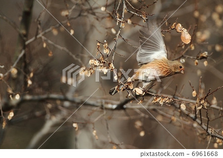 Benimasiko女飛出！ 6961668