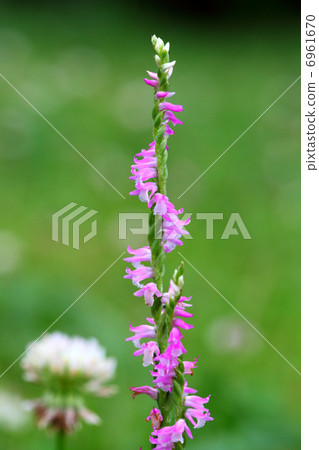 螺旋式螺桿燃燒器 螺旋式螺桿燃燒器 6961670