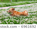 Miniature Ducks leaping white plants' grassland 6961692