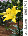 Yellow Squash Lily 6961701