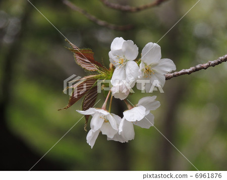 Surugadai Odor 6961876