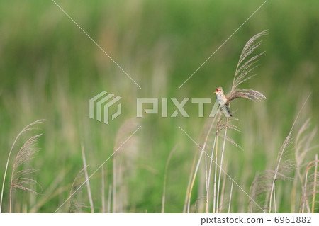 Oyo Yoshikiri 6961882