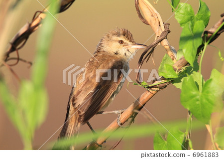 Oyo Yoshikiri Oyo Yoshikiri 6961883