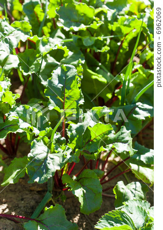 mangold in the garden 6962069