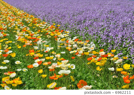 Iceland poppy and purple flower fields Iceland poppy and purple flower fields 6962211