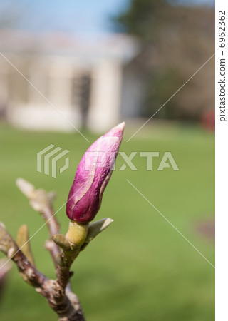 Miscellaneous bud Miscellaneous bud 6962362