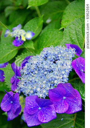 山繡球花 6962664