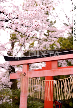 Cherry blossoms at Shinsen garden 6962823