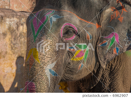 Colourful elephant in Jaipur, Rajasthan, India 6962907