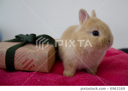 Netherlands Dwarf Netherlands Dwarf 6963169