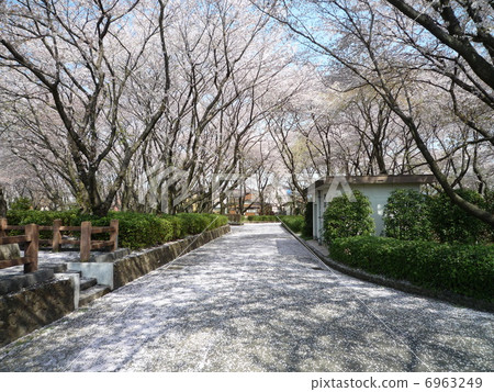 Sakurado Sakurado 6963249